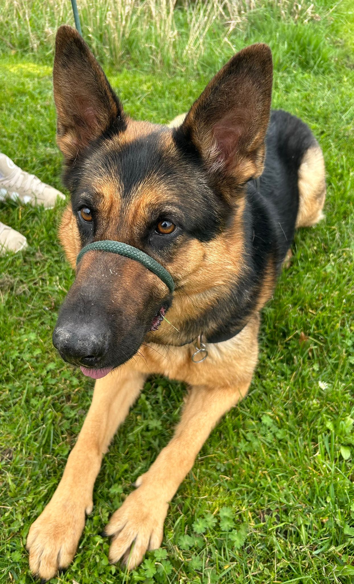 NESSIE - OXFORDSHIRE NESSIE - OXFORDSHIRE